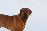 TOSA INU 244